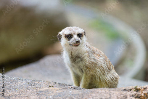 Meerkat © justtscott