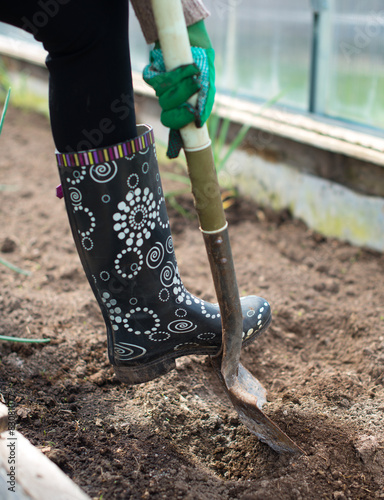 Woman's leg digging soil in greenhouse. photo