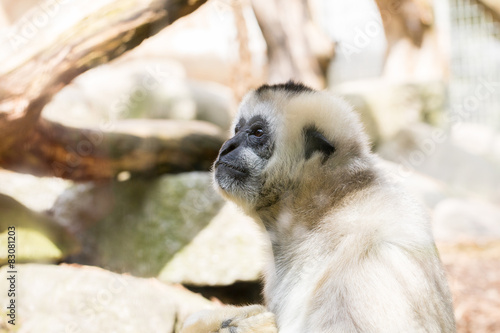 Singe gibbon blanc photo