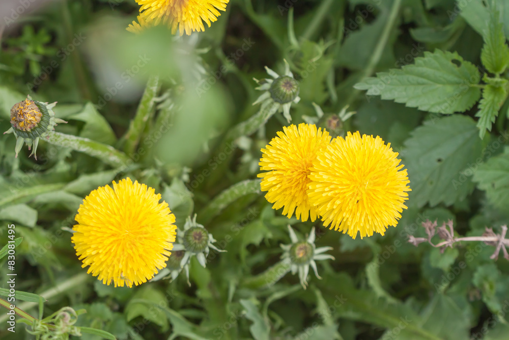 yellow dandelions on grass background yellow dandelions on grass background