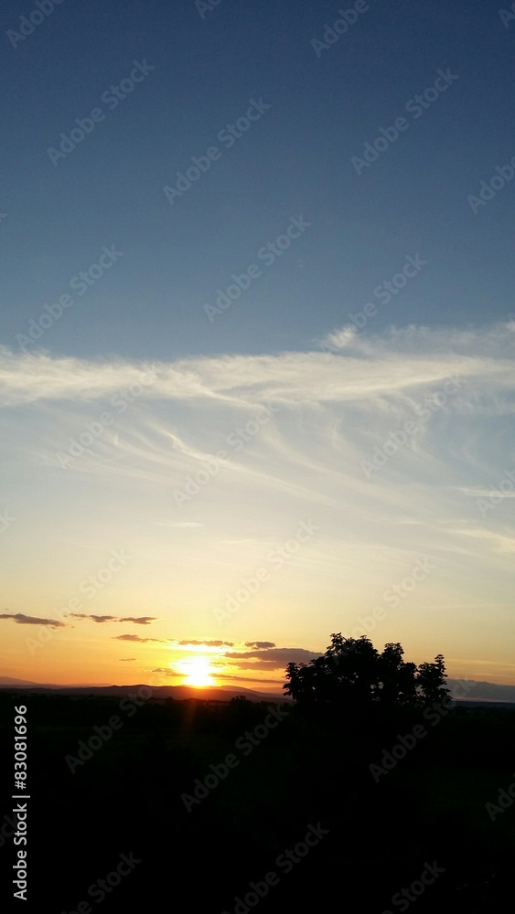 Arbre du soir