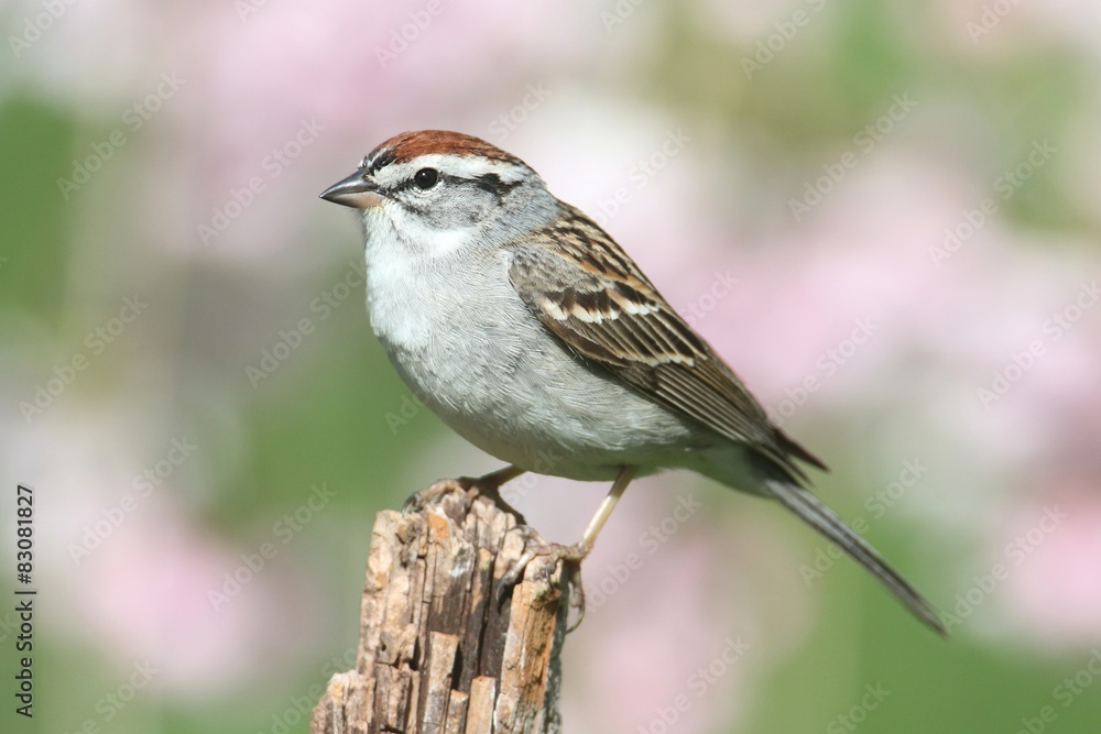 Sparrow on a perch with a colorful background Sparrow on a perch with a colorful background