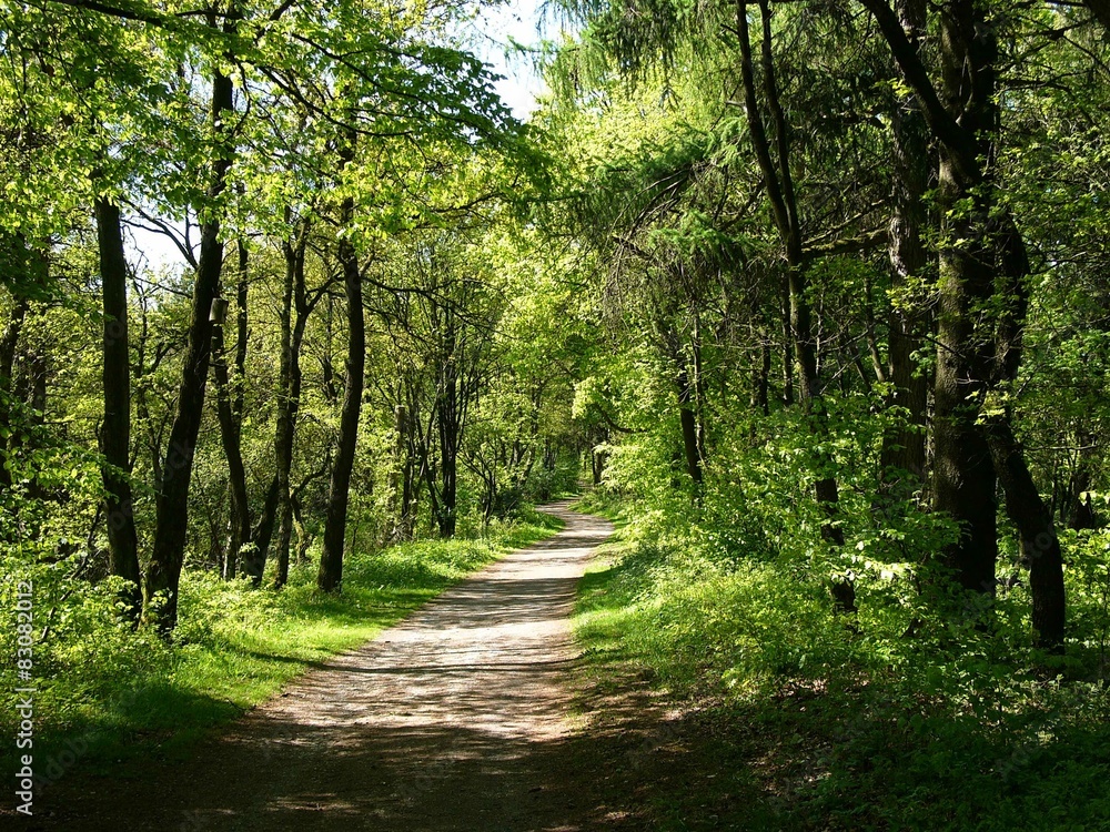 Obraz premium Der Hermannsweg auf Höhe der Antoniuskapelle auf dem Tönsberg im Sommer bei Sonnenschein in Oerlinghausen bei Bielefeld im Teutoburger Wald in Ostwestfalen-Lippe