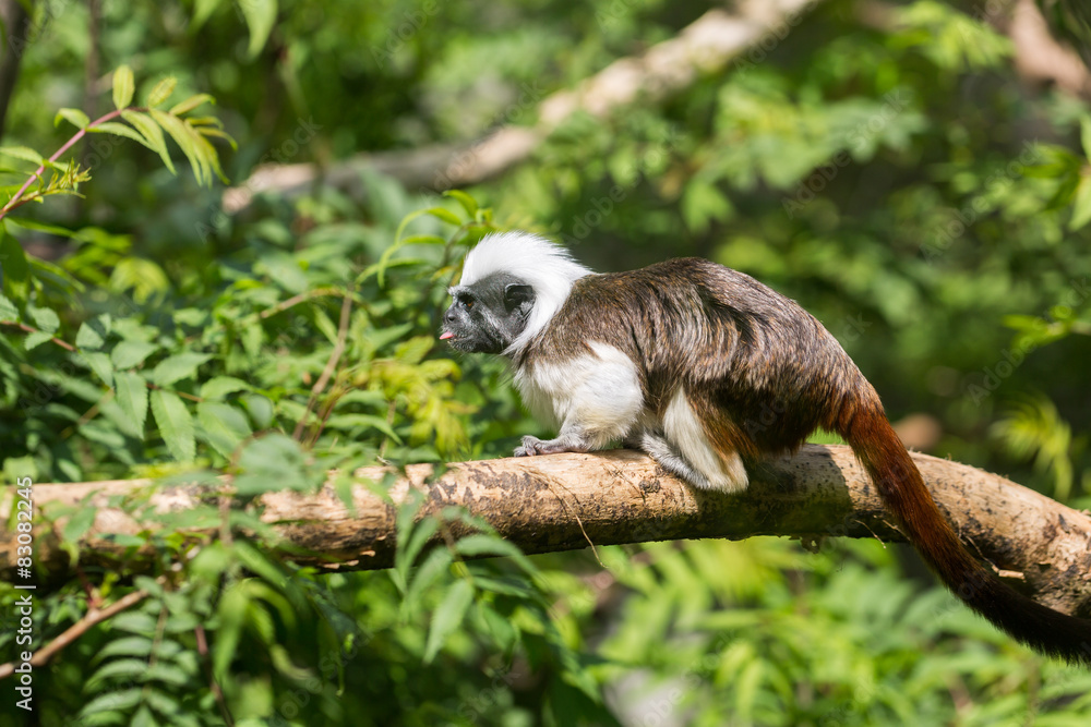 Fototapeta premium Tamarin pinché à crête blanche