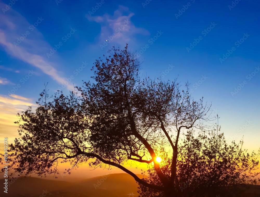 sum shining through tree over misty hills sum shining through tree over misty hills