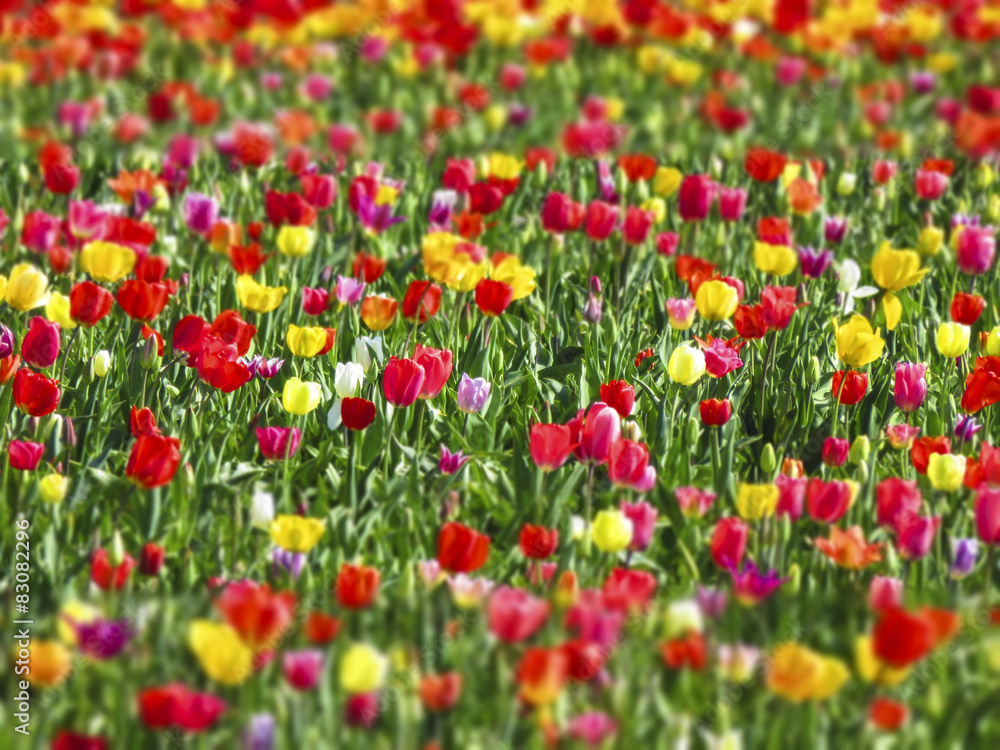 Tulipes - Effet tilt shift