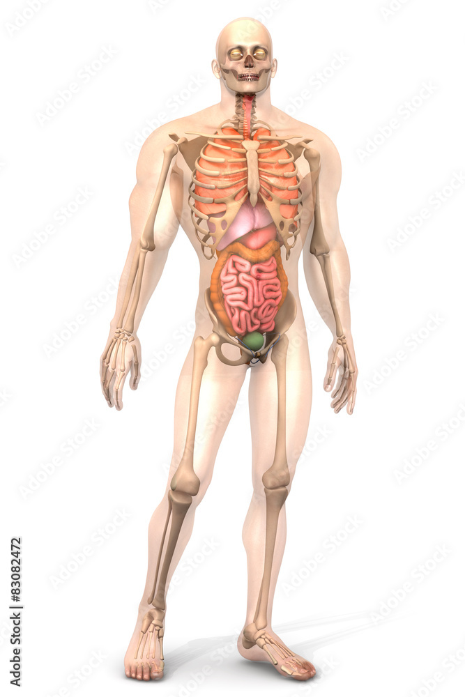 Menschliche Anatomie Menschliche Anatomie