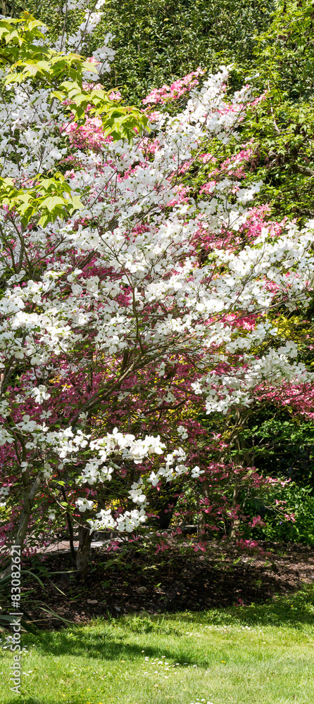 Naklejka premium Arbre en fleur - blanc et rose