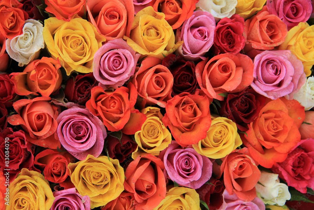 Multicolored wedding roses Multicolored wedding roses