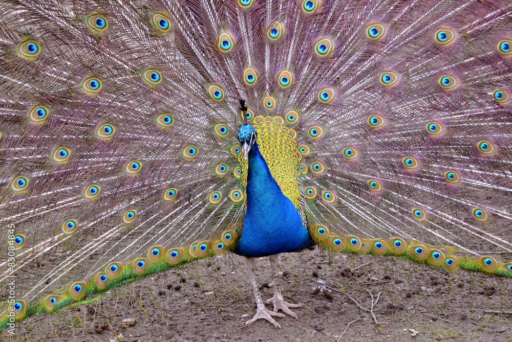 Obraz premium Pfau Nahansicht