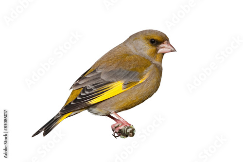 Quadro em tela Male greenfinch isolated on white background