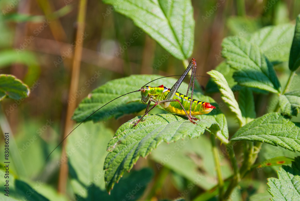 A green ang red cricket on a leaf A green ang red cricket on a leaf