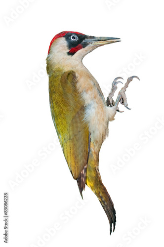 Male green woodpecker isolated on white background