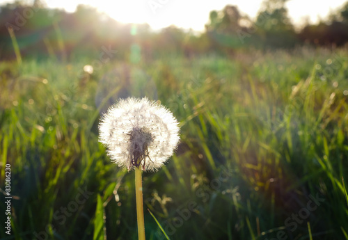 Pusteblume im Abendlicht