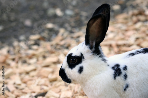 Dalmatian rabbit