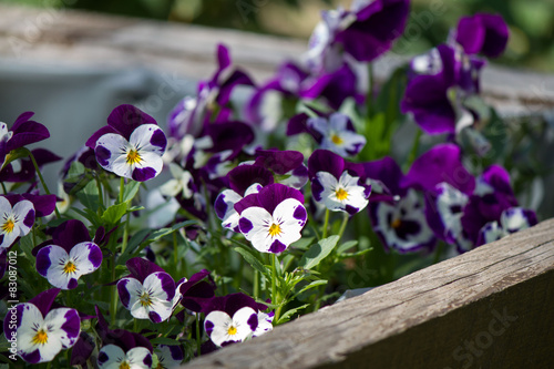 Fototapeta Naklejka Na Ścianę i Meble -  Stiefmütterchen