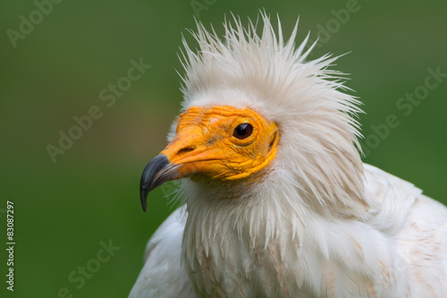 Canvas Print Egyptian vulture