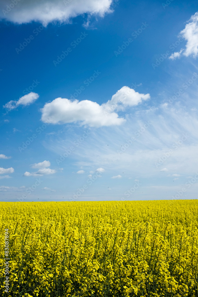 Field of yellow flowers with the sky Field of yellow flowers with the sky