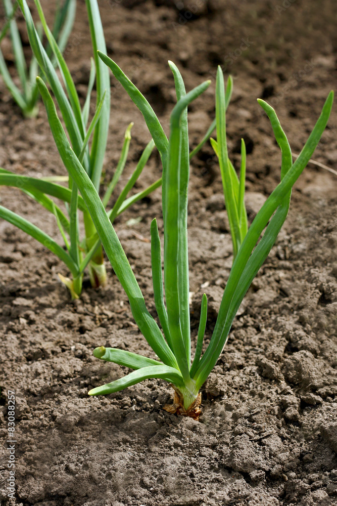 Green onions Green onions