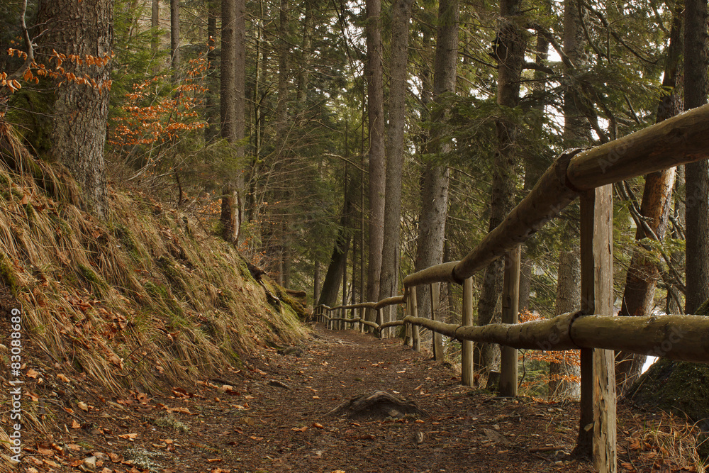 path near lake in Carpathian mountains forest path near lake in Carpathian mountains forest