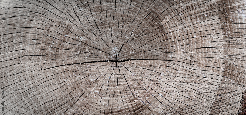 Fototapeta premium Baum, Jahresringe