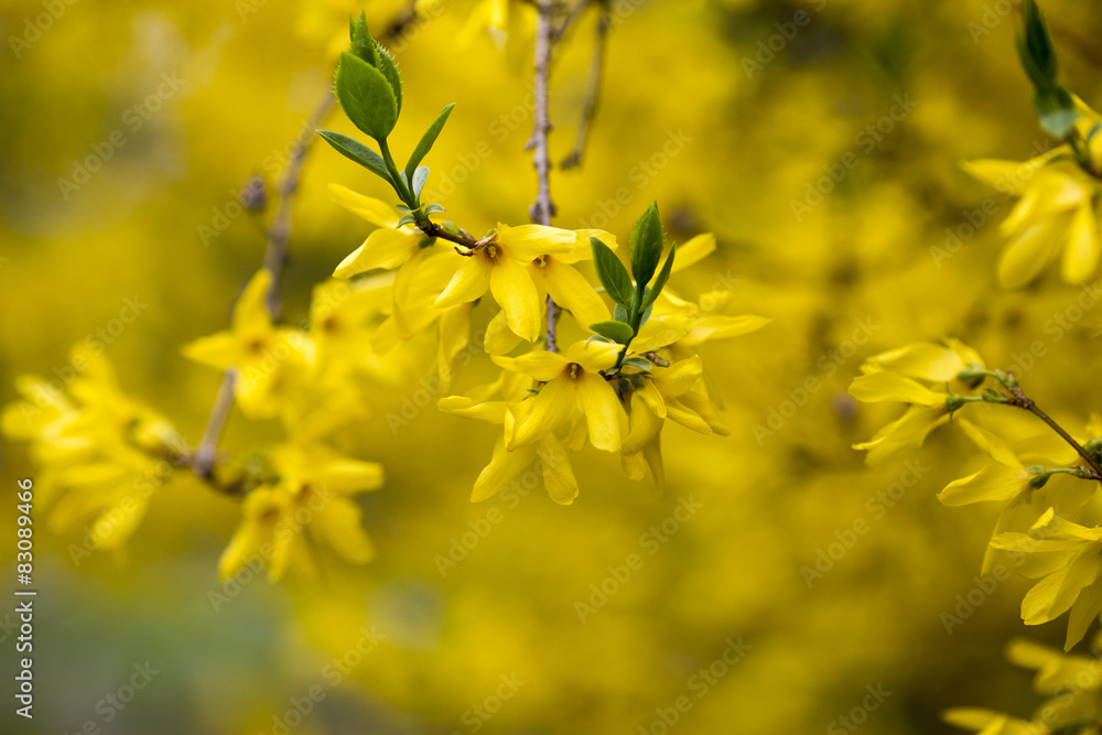 Flowers. Flowers.