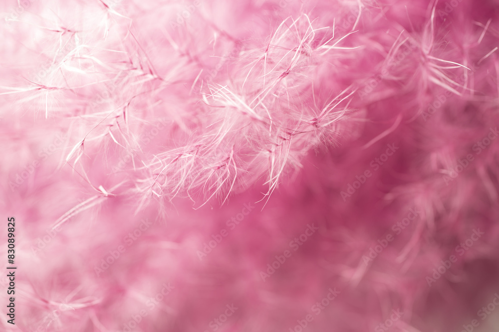 Purple feather abstract background. Studio macro shoot.