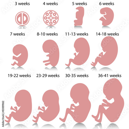 Pregnancy stages