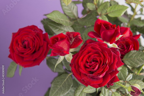 Red roses flower plant on a purple background