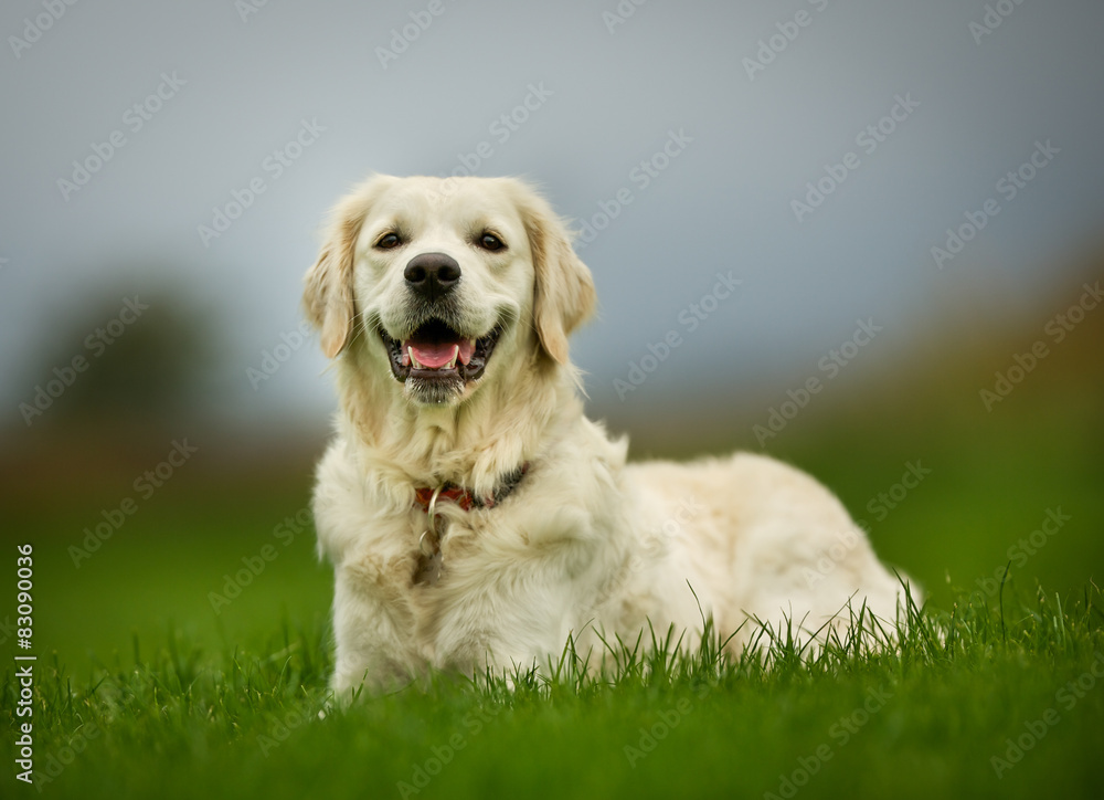 Golden retriever dog on sunny day