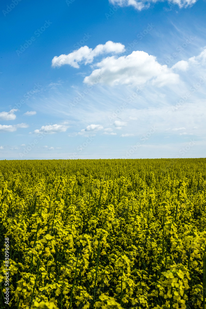 Obraz premium Yellow flowers with sky in the background