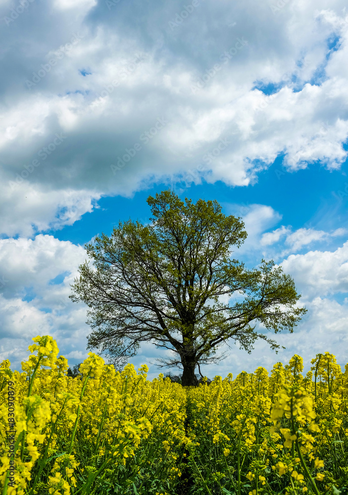Yellow flowers with tree and sky in the background Yellow flowers with tree and sky in the background