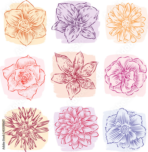 sketches of garden flowers