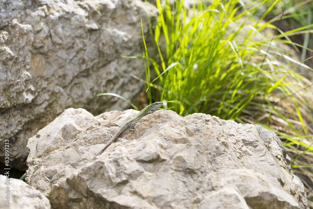 The Balkan green lizard waiting on rock, Lacerta trilineata The Balkan green lizard waiting on rock, Lacerta trilineata