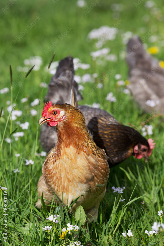 Fototapeta premium Chicken on the meadow