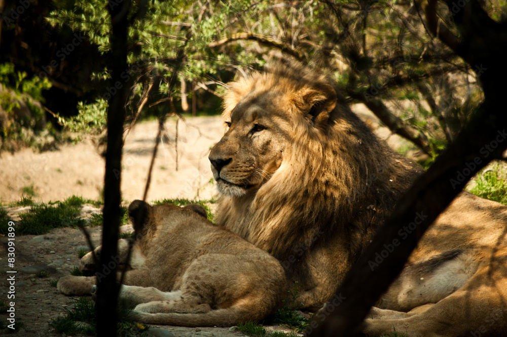 Fototapeta premium Löwen