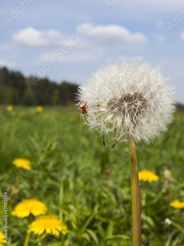 small spider and dandelion