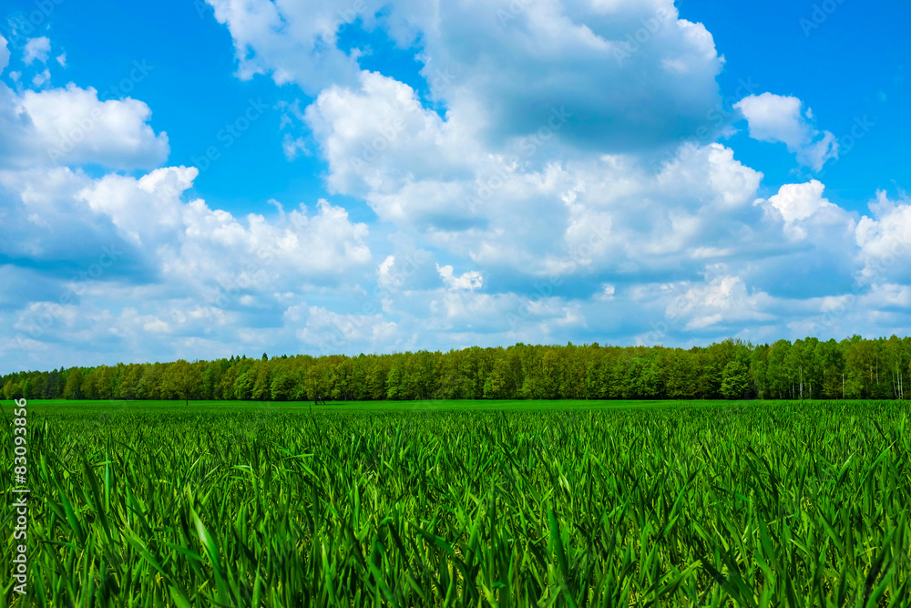 Grass with sky and trees 