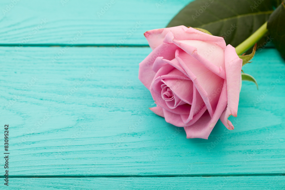 Fototapeta premium Pink rose on blue wooden background. Macro and selective focus
