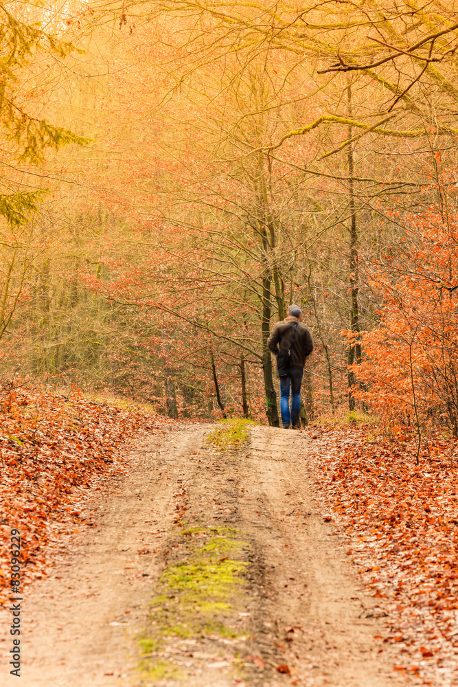 Rear view man walking in autumn forest. Rear view man walking in autumn forest.