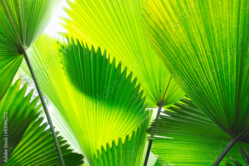 beautiful arrangement of tropical palms