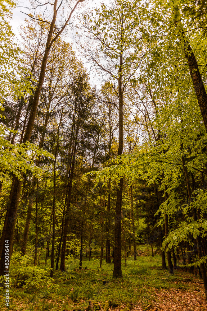 Obraz premium Wald im Frühling
