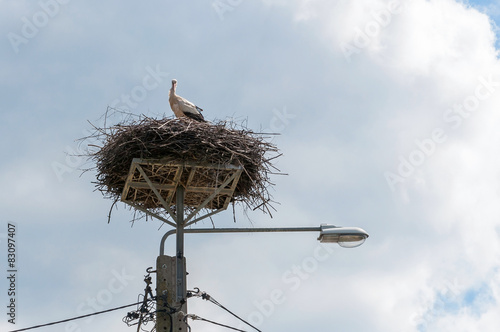 White stork in the nest