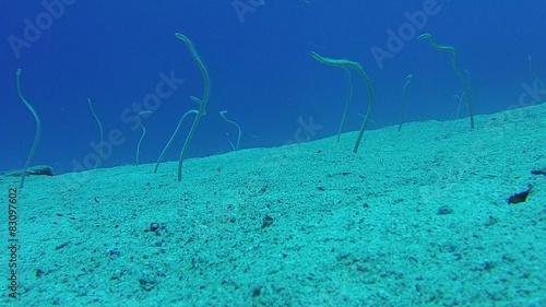 Garden eels (Gorgasia sillneri) feed in the water column  photo