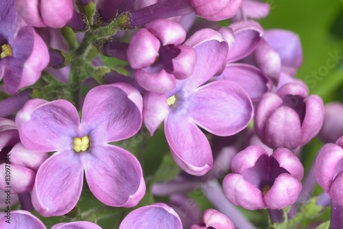 lilac buds