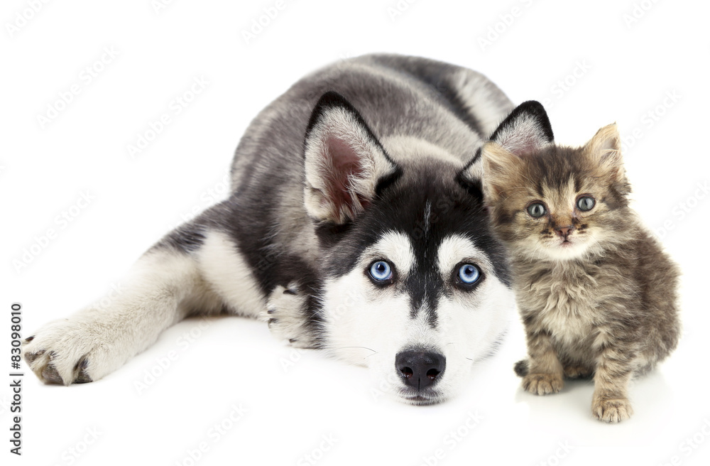 Cute pets isolated on white Cute pets isolated on white