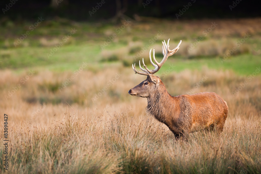 cerf dans les herbes sèches