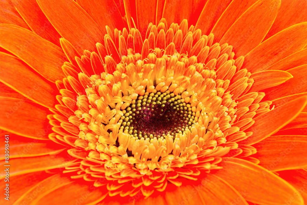 Gerbera flower