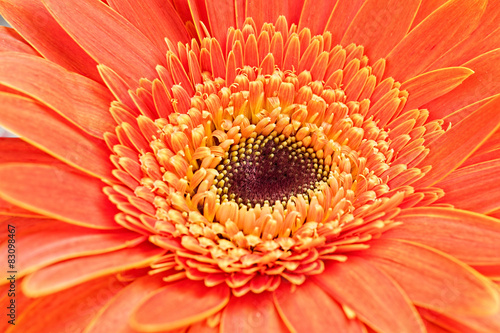 Gerbera flower