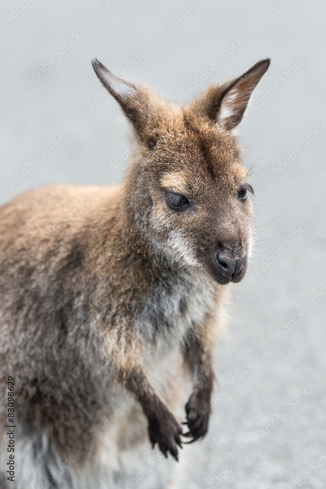 Bennetts Wallaby 